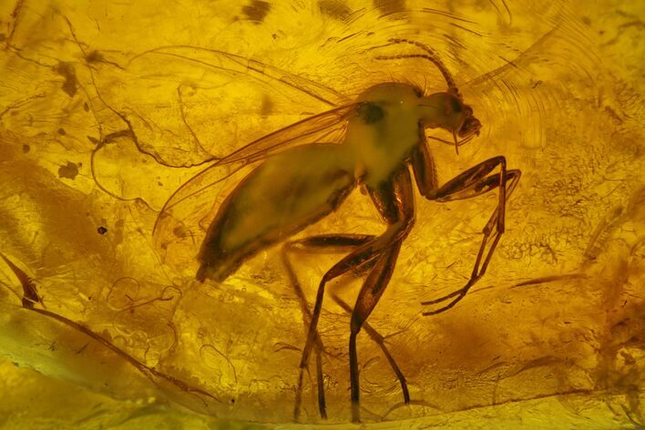 Detailed Fossil Fungus Gnat (Sciaridae) In Baltic Amber
